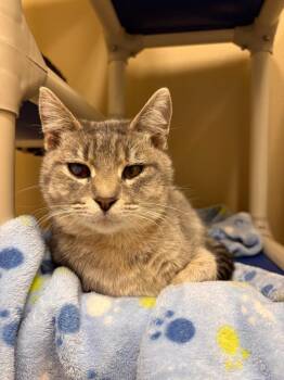 Domestic Short Hair Cats Available for Adoption in Decorah, Iowa - Goober | PetCurious