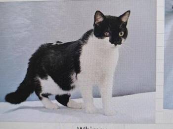 Domestic Short Hair Cats Available for Adoption in Cincinnati, Ohio - Whimsy | PetCurious