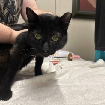 Blippy -  Domestic Short Hair Cat for Adoption in West Olive, Michigan - Blippy | PetCurious
