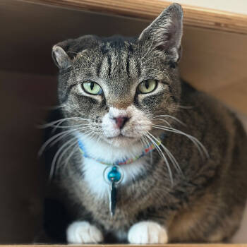 Rescue Domestic Short Hair Cats for Adoption in Port Washington, New York - Eldridge | PetCurious