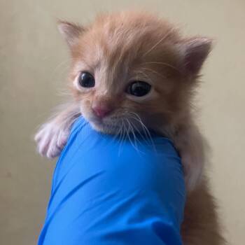 Domestic Short Hair Cats Available for Adoption - Quetzalie | PetCurious