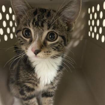Stella -  Domestic Short Hair Cat for Adoption in Lynchburg, Virginia - Stella | PetCurious