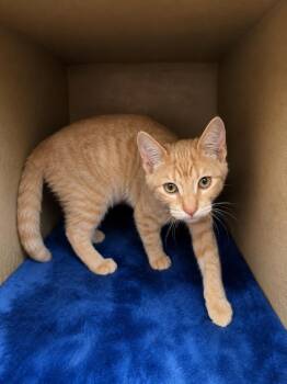 Gweelok -  Domestic Short Hair Cat for Adoption in Fort Lupton, Colorado - Gweelok | PetCurious