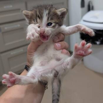 Its -  Persian and Domestic Medium Hair Cat for Adoption in Buchanan Dam, Texas - Its | PetCurious