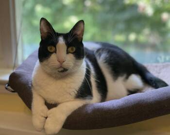 Rescue Domestic Short Hair Cats for Adoption in Long Beach, New York - Chyla | PetCurious