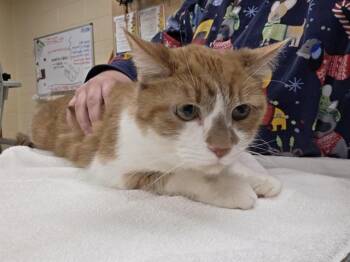 LINK -  Domestic Short Hair Cat for Adoption in Aliquippa, Pennsylvania - LINK | PetCurious