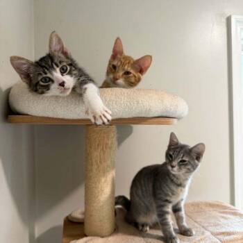 JO -  Domestic Short Hair Cat for Adoption in Sanford, North Carolina - JO | PetCurious