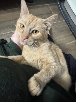 Georgie -  Domestic Short Hair Cat Available for Adoption in Fairfax Station, Virginia - Georgie | PetCurious