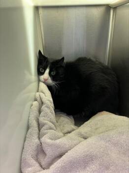 Domestic Short Hair Cats Available for Adoption - LUCIFER | PetCurious