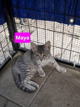 Maya 6mo (AVA 10/14) -  Domestic Short Hair Cat for Adoption in Sterling, Massachusetts - Maya 6mo (AVA 10/14) | PetCurious