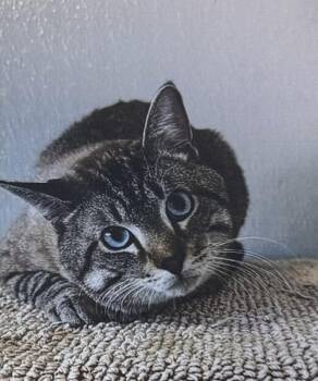 Romeo -  Domestic Short Hair Cat for Adoption in Fort Madison, Iowa - Romeo | PetCurious