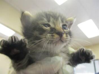 TIGGER -  Domestic Short Hair Cat for Adoption in Ocala, Florida - TIGGER | PetCurious