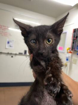 Rescue Domestic Short Hair Cats for Adoption in Chico, California - Wicket | PetCurious