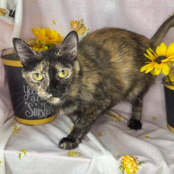 Domestic Short Hair Cats Available for Adoption in Mount Vernon, Illinois - Girl Scout | PetCurious