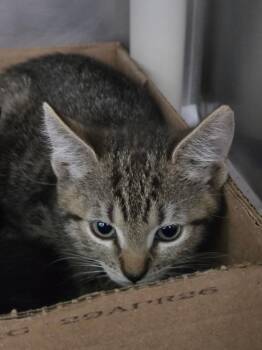Battery -  Domestic Short Hair Cat for Adoption in Cincinnati, Ohio - Battery | PetCurious