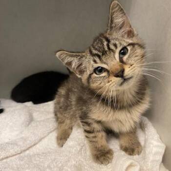 Kyle -  Domestic Medium Hair Cat for Adoption in Dayton, Ohio - Kyle | PetCurious