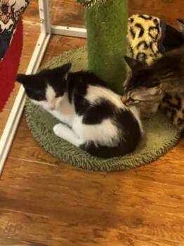 Pickle -  Domestic Short Hair Cat for Adoption in Blanchard, Oklahoma - Pickle | PetCurious