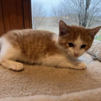 Rescue Domestic Short Hair Cats for Adoption in Mineral Point, Wisconsin - Oz | PetCurious