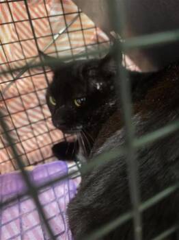 Domestic Short Hair Cats Available for Adoption - LITTLE JOHN | PetCurious