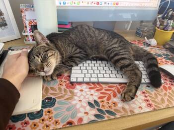 Domestic Short Hair Cats Available for Adoption in Rochelle Park, New Jersey - Polly | PetCurious