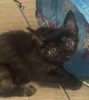 Brenna -  Tortoiseshell and Domestic Short Hair Cat for Adoption in Seal Beach, California - Brenna | PetCurious
