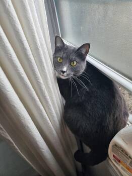 Freya: My Home to Yours: Not at shelter -  Domestic Short Hair Cat for Adoption in Rustburg, Virginia - Freya: My Home To Yours: Not At Shelter | PetCurious