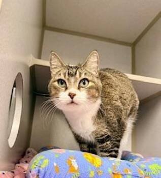 Domestic Short Hair Cats Available for Adoption - John | PetCurious