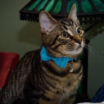 Rescue Domestic Short Hair Cats for Adoption in East Amherst, New York - Leonardo | PetCurious