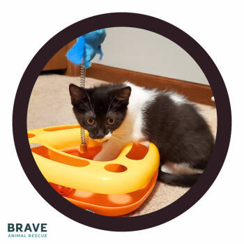 Rescue Domestic Short Hair Cats for Adoption in Lincoln, Nebraska - Starbuck | PetCurious