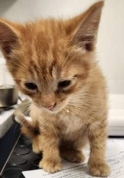 Play-Doh -  Domestic Short Hair Cat for Adoption in Roseville, California - Play-Doh | PetCurious