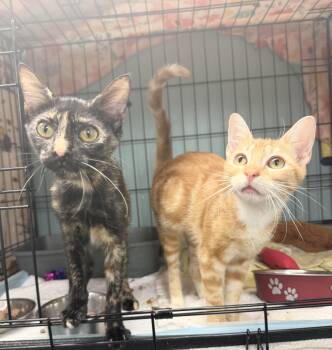 O.J -  Domestic Short Hair Cat Available for Adoption in Hudson, New York - O.J | PetCurious