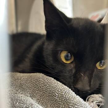Flopsy -  Domestic Short Hair Cat for Adoption in Starkville, Mississippi - Flopsy | PetCurious