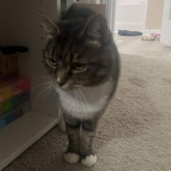 Vessa -  Domestic Short Hair Cat for Adoption in Greensboro, North Carolina - Vessa | PetCurious