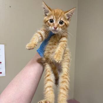 Nigel -  Domestic Short Hair Cat for Adoption in Birmingham, Alabama - Nigel | PetCurious