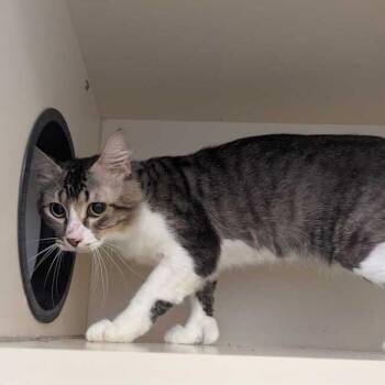 Groot -  Domestic Short Hair Cat for Adoption in Dayton, Ohio - Groot | PetCurious