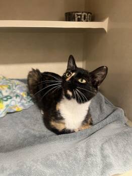 Catalie Portman - available 7/18 -  Domestic Short Hair Cat for Adoption in Elmsford, New York - Catalie Portman - Available 7/18 | PetCurious