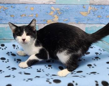 Rescue Domestic Short Hair Cats for Adoption in Washington Court House, Ohio - Kit | PetCurious