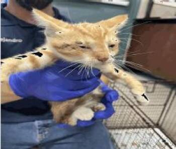 Theodore -  Domestic Short Hair Cat for Adoption in Ruskin, Florida - Theodore | PetCurious