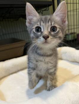 Koffee Kake -  Domestic Short Hair Cat for Adoption in Trenton, New Jersey - Koffee Kake | PetCurious