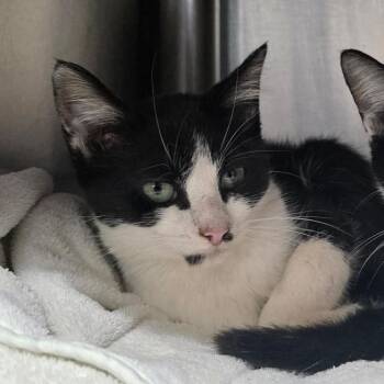 Tikk -  Domestic Short Hair Cat for Adoption in Tampa, Florida - Tikk | PetCurious