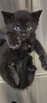 Tony Hawk -  Domestic Short Hair Cat for Adoption in Daphne, Alabama - Tony Hawk | PetCurious