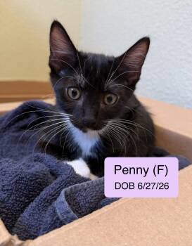 Penny -  Domestic Short Hair and Tuxedo Cat for Adoption in Vacaville, California - Penny | PetCurious