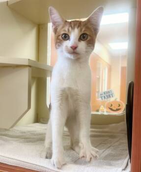 Rescue Domestic Short Hair Cats for Adoption in Blythe, California - AUSTIN | PetCurious