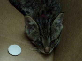 Domestic Short Hair Cats Available for Adoption in Dallas, Texas - JORDAN | PetCurious