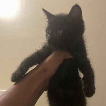 Day Day -  Domestic Short Hair Cat for Adoption in Greensboro, North Carolina - Day Day | PetCurious