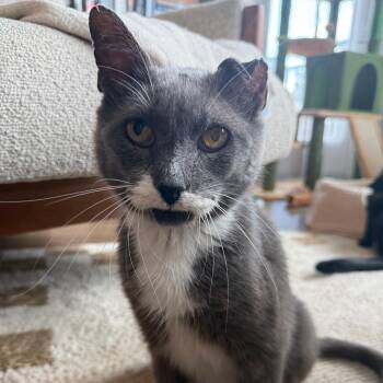 Damonté -  Russian Blue and Domestic Short Hair Cat for Adoption in UNIVERSITY PA, Maryland - Damonté | PetCurious