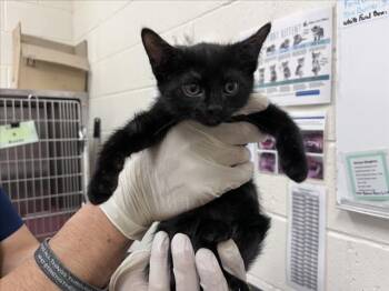 PHO -  Domestic Short Hair Cat for Adoption in Santa Fe, New Mexico - PHO | PetCurious