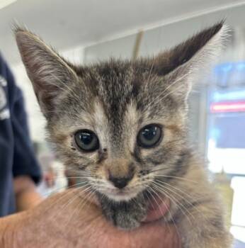 Rescue Domestic Short Hair Cats for Adoption in West Memphis, Arkansas - Phoenix | PetCurious