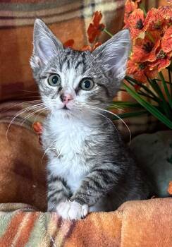 (IG) 6/25/26 Ernie -  Domestic Short Hair Cat for Adoption in Stillwater, Oklahoma - (IG) 6/25/26 Ernie | PetCurious