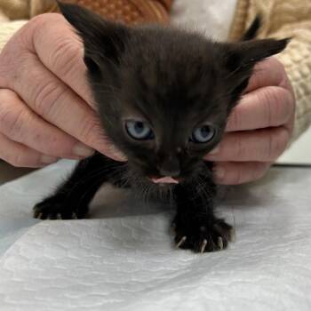 Domestic Long Hair Cats Available for Adoption in Bentonville, Arkansas - Muffin | PetCurious